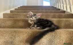 Maine Coon cats for sale: Pure Maine coon - Image 18