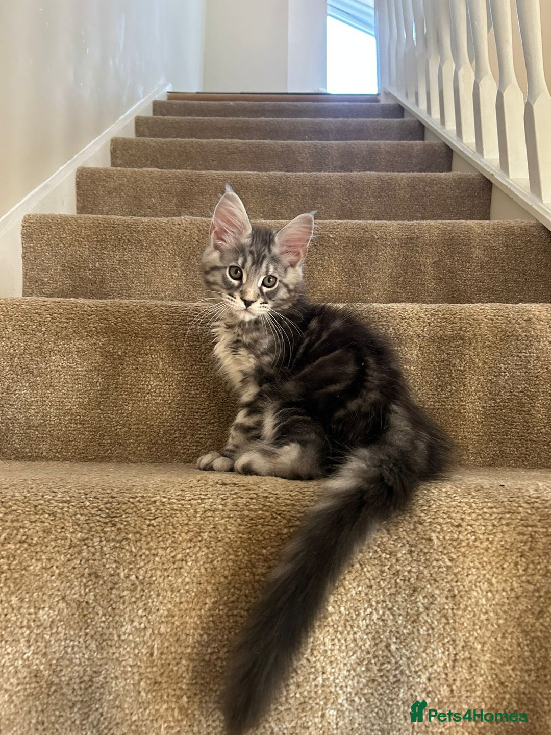 Maine Coon cats for sale: Pure Maine coon - Image 18