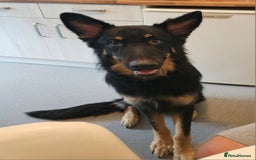 German Shepherd dogs for stud: German shepherd for STUD long coat straight back. - Image 9