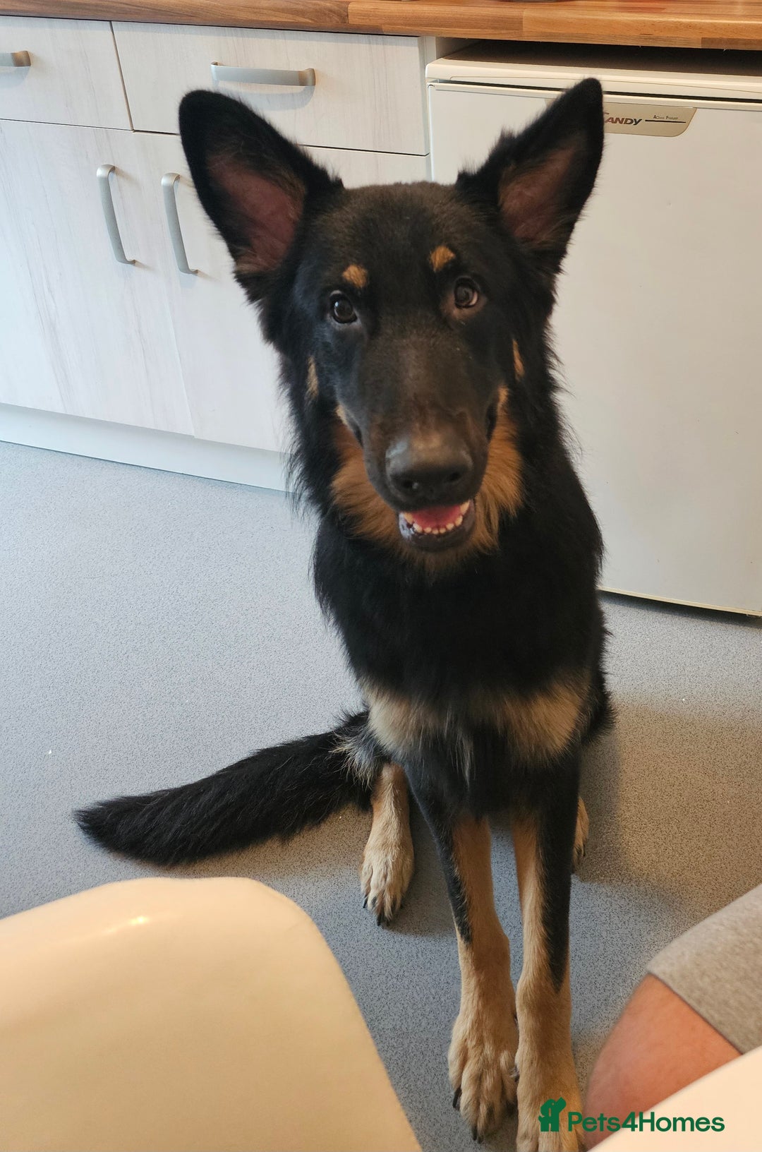 German Shepherd dogs for stud: German shepherd for STUD long coat straight back. - Image 9