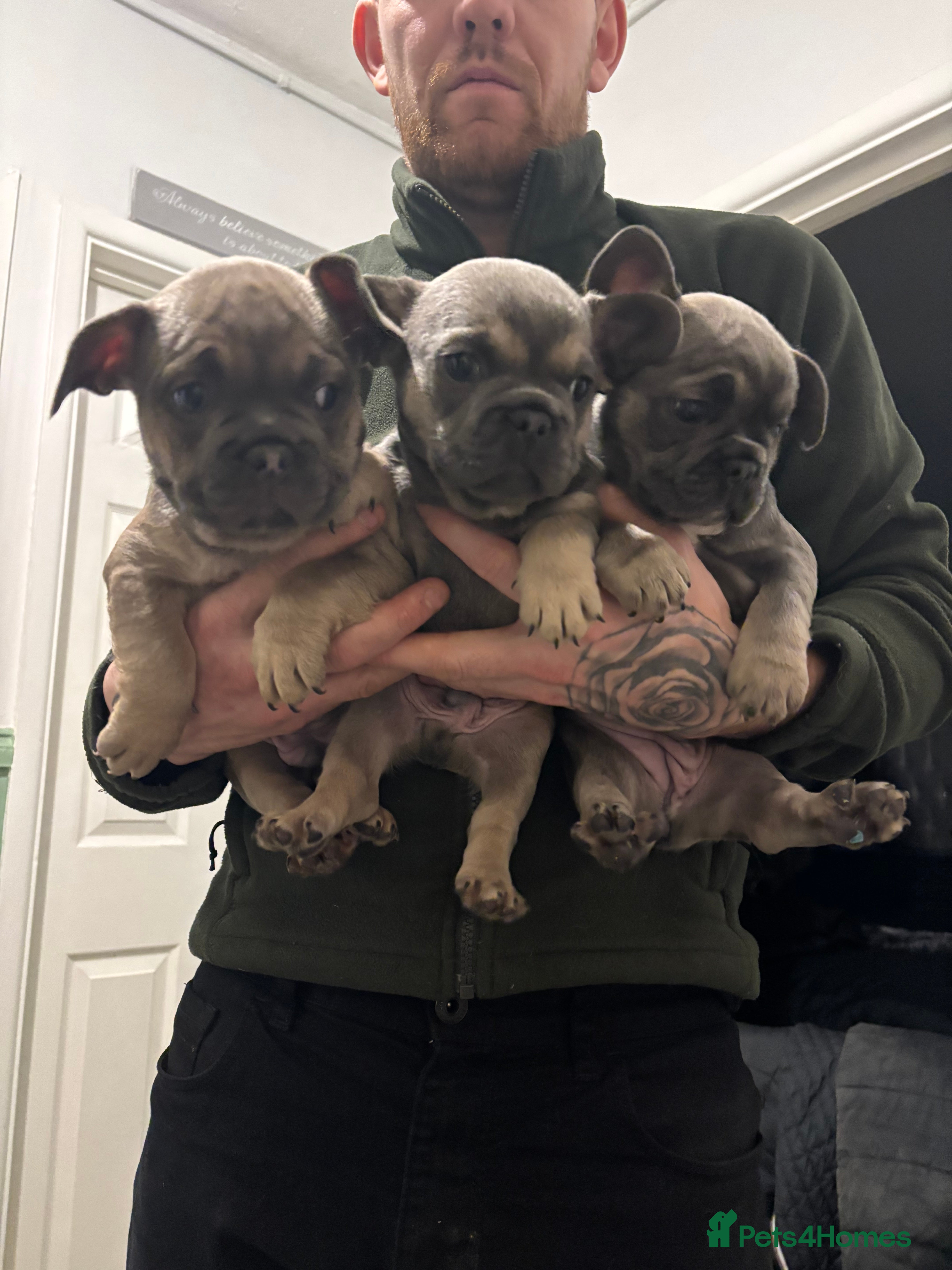 French Bulldog dogs Fluffy French bulldog puppies  - Advert 10