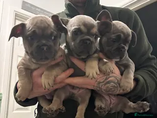 French Bulldog dogs Fluffy French bulldog puppies - Advert 10
