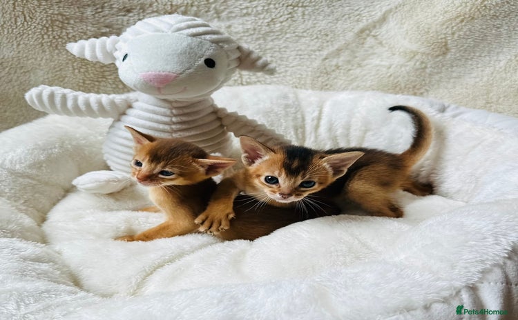 Abyssinian cats - Advert 7