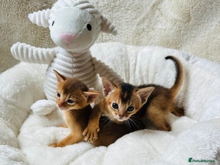 Abyssinian cats - Advert 4