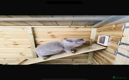 British Shorthair cats for sale: 🍫 🧸Beautiful TICA Registered British Short 🧸🍫 - Image 21