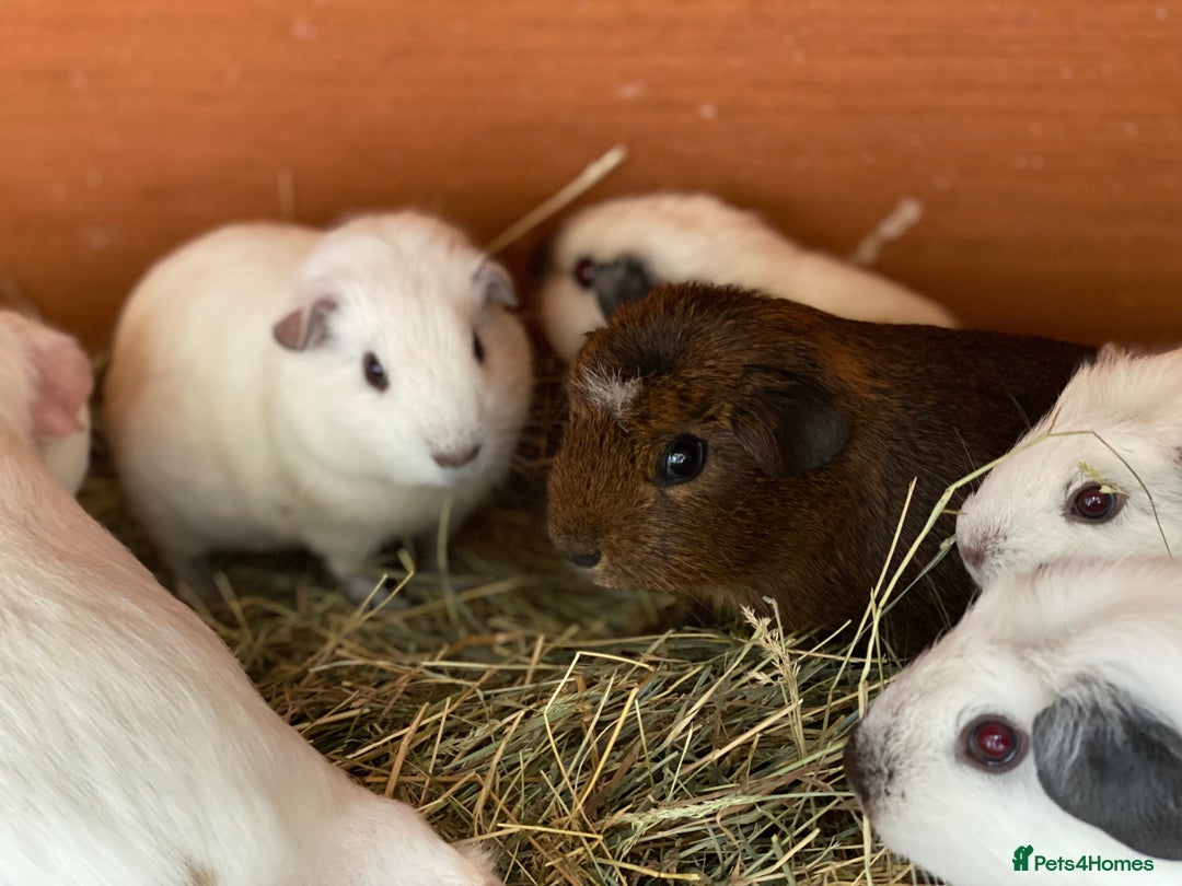Guinea Pig rodents for sale: Beautiful mix of baby male Guineapigs dal Cali ect - Image 8