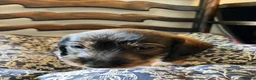 Dachshund dogs for sale: Kennel Club Reg Wirehaired Dachshund Teckel pups - Advert 6