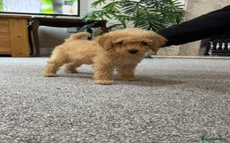 Maltipoo dogs for sale: Adorable Maltipoo Puppy  - Image 3