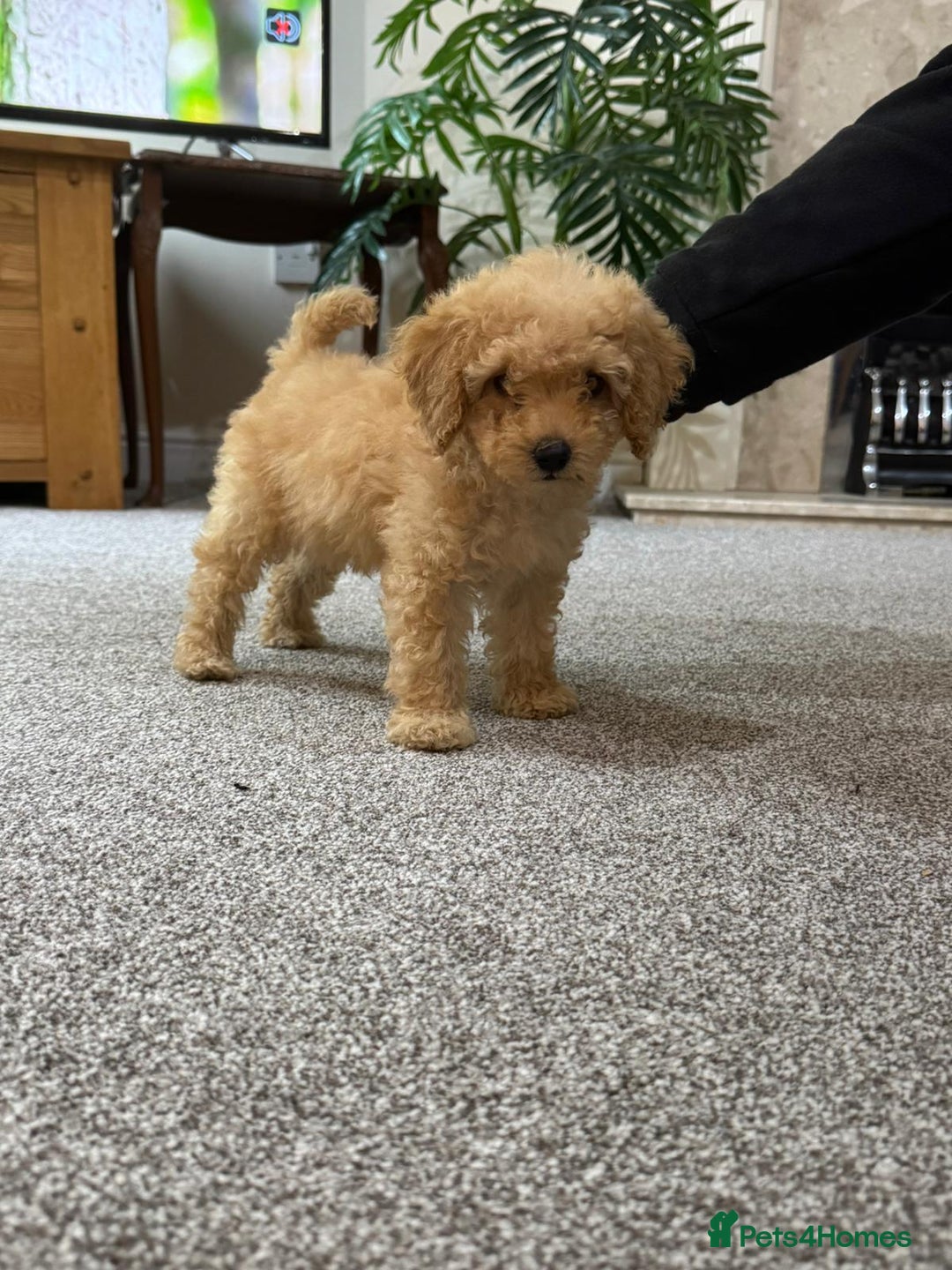 Maltipoo dogs for sale: Adorable Maltipoo Puppy  - Image 3