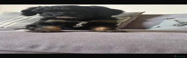 Cavapoo 4