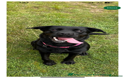 Labrador Retriever dogs for sale: Labrador Puppies available  - Image 2