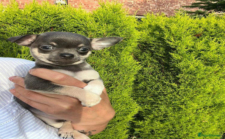 Chihuahua dogs - Advert 1