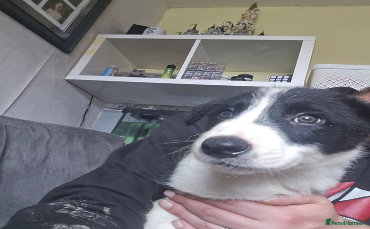 Border Collie dogs - Advert 2