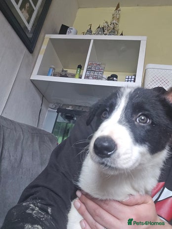 Border Collie dogs - Advert 2