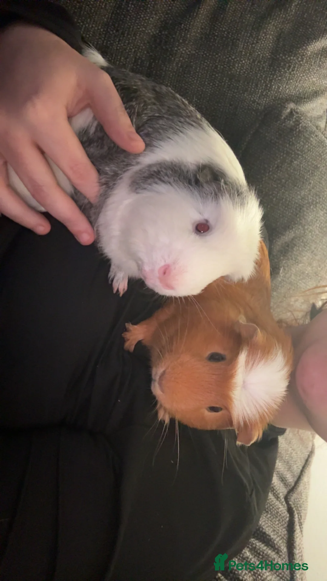 Guinea Pig rodents for sale: 2x bonded Male Guinea pigs  - Advert 5
