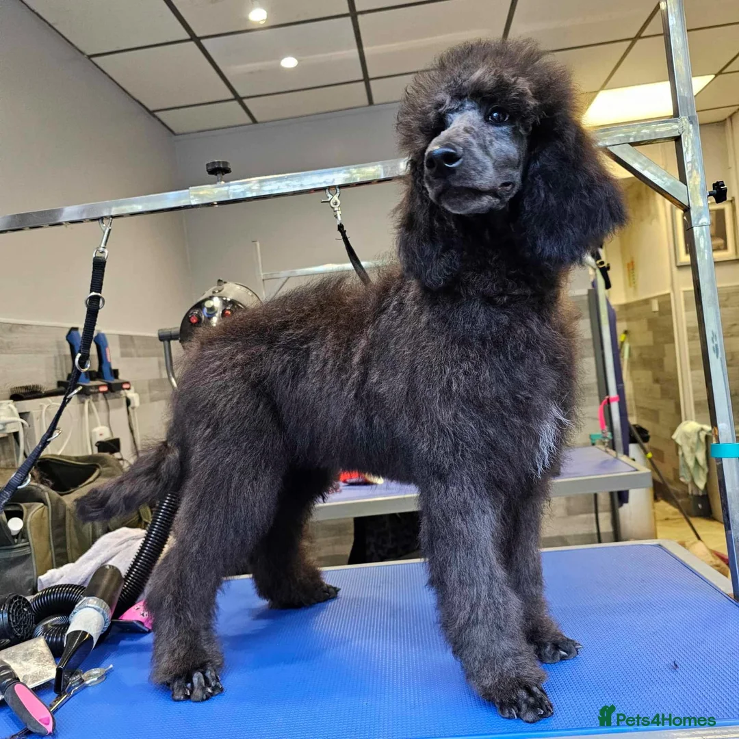 Standard Poodle dogs for stud: Silver standard poodle  in Wakefield - Advert 15