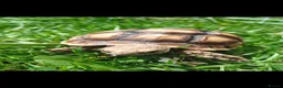 Tortoise reptiles for sale:  “Buttercup” Sulcata hatchling in Stafford - Advert 3