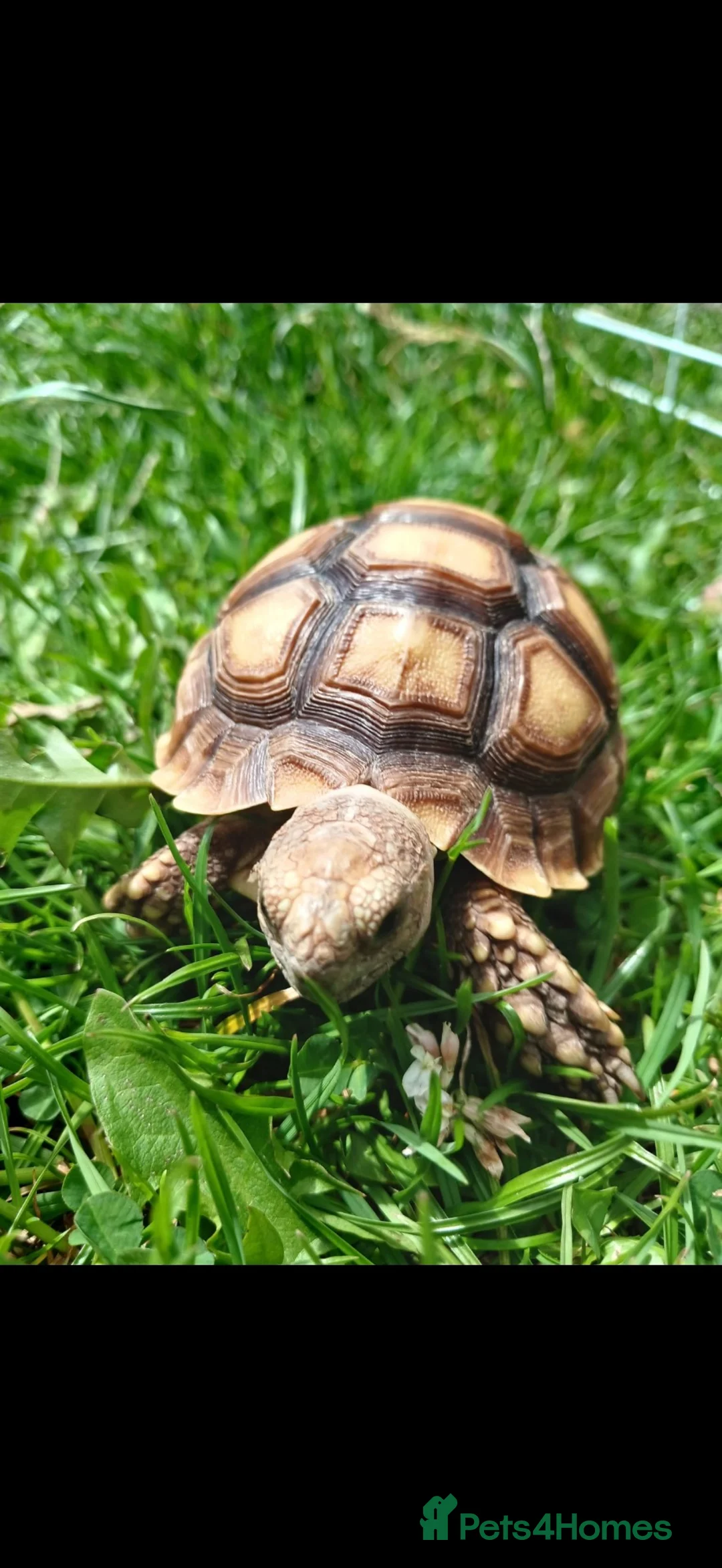 Tortoise reptiles for sale:  “Buttercup” Sulcata hatchling in Stafford - Advert 3