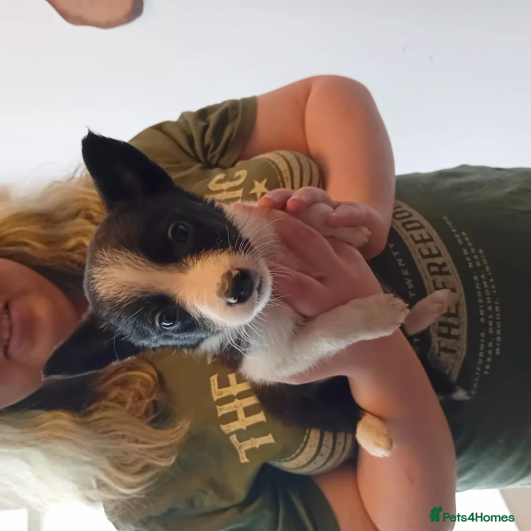 Border Collie dogs for sale: Loveable Border collie puppies - Advert 2