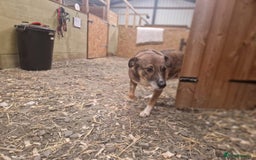 Mixed Breed dogs for adoption: Meet Eileen,  currently residing in Essex  - Advert 3