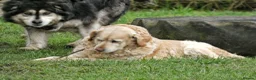 Mixed Breed dogs for sale:  Lovely  Malamute x black Labrador  puppies   - Advert 12