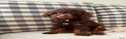 Toy Poodle dogs for sale: Health tested Toy poodle puppies  - Advert 8