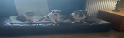 Mixed Breed dogs for sale: English Merle Bulldog/Shar Pei puppies for sale - Advert 8