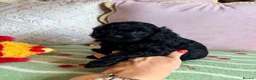 Cavapoo dogs for sale: F1 cavapoo puppies boys & girls  - Advert 3