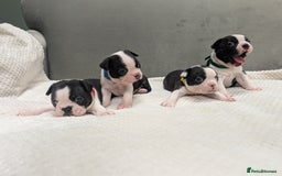 Boston Terrier dogs for sale: Beautiful Boston Boys Ready for Forever Homes - Image 1