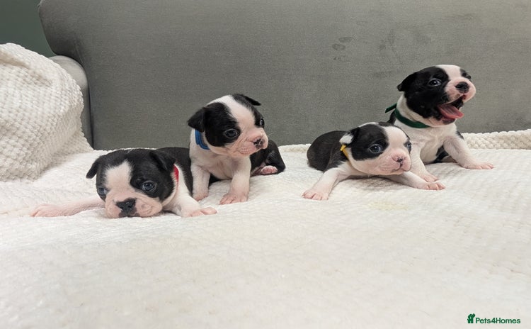Boston Terrier dogs - Advert 1