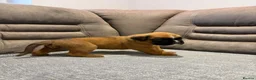 Boxer dogs for sale: Beautiful, KC registerd boxer puppies for sale - Advert 23