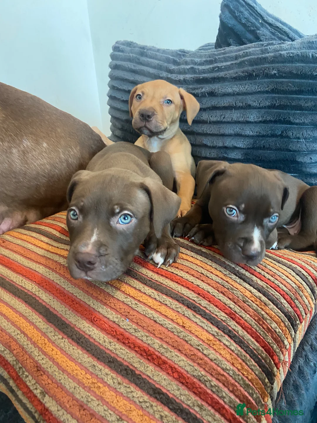 American Bull Staffy dogs for sale: 100% American Bull Staff Puppies for Sale - Advert 20