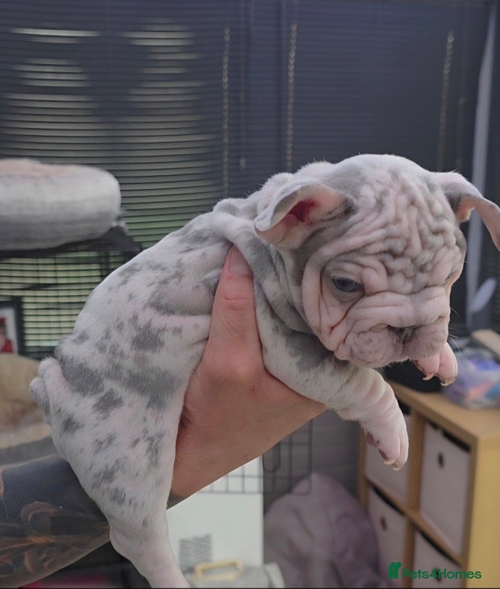 French Bulldog dogs 💥 Unique Velvet Coat French Bulldog puppies 💥 - Advert 1