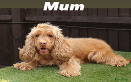 Cocker Spaniel dogs for sale: Exceptional litter of show type cocker spaniels - Image 11