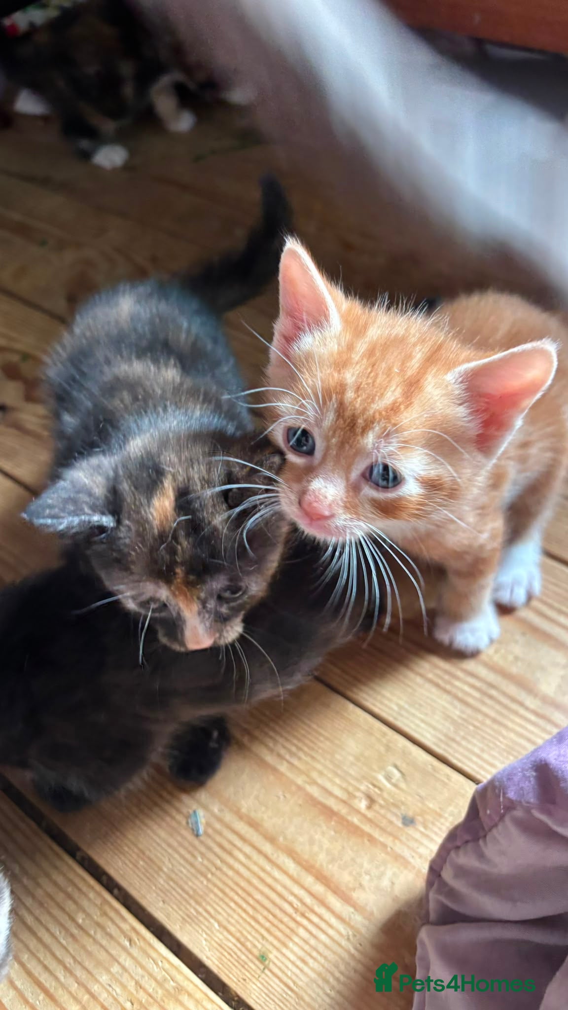 British Shorthair cats for sale: 4 mixed British shorthair gorgeous kittens - Advert 4
