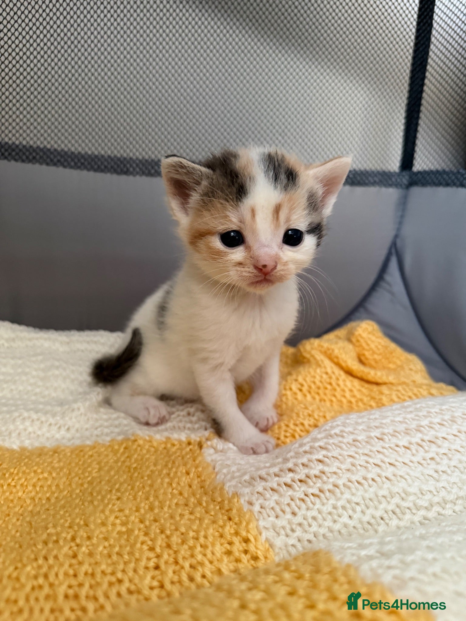 Mixed Breed cats Beautiful kittens - 4 left!! - Advert 2