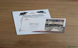 Rat rodents for sale: Fancy rat pups male and female available - Image 6