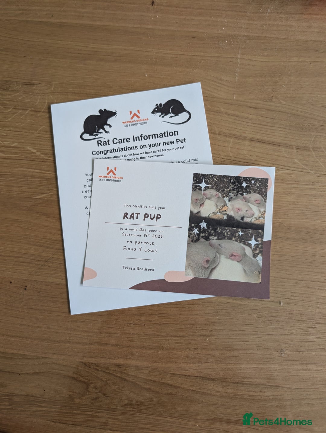 Rat rodents for sale: Fancy rat pups male and female available - Image 6