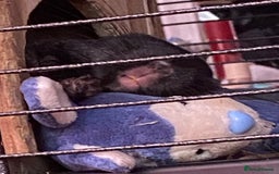 Chinchilla rodents for sale: Handsome Tuxedo - Image 2