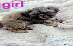 Shih Tzu dogs for sale: Imperial Shitzus - Image 12