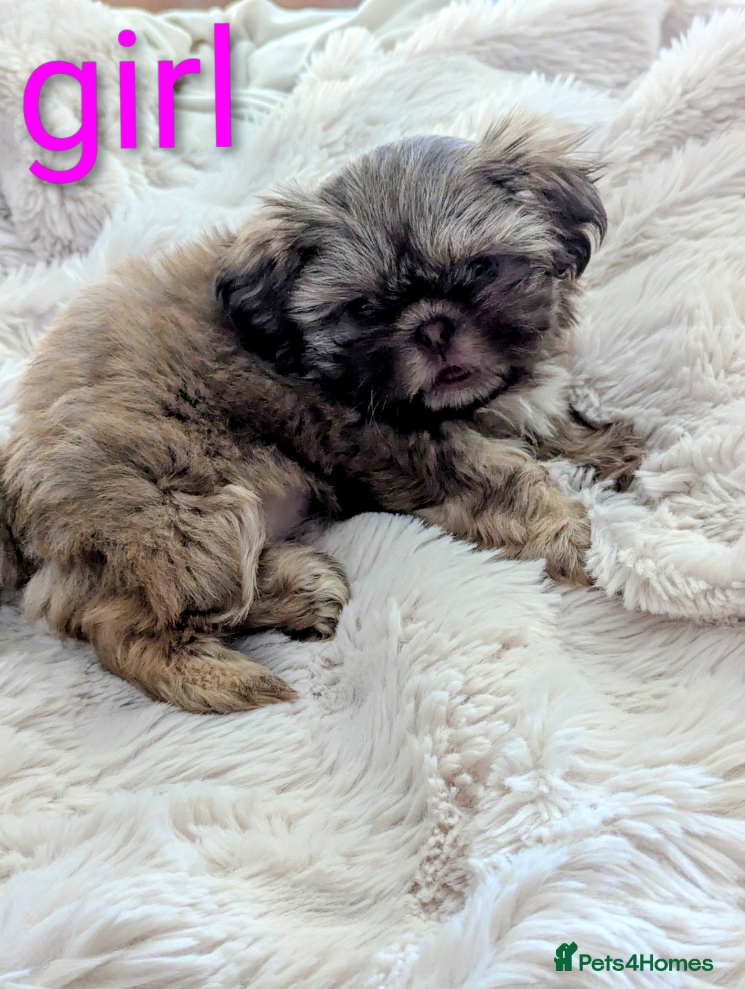 Shih Tzu dogs for sale: Imperial Shitzus - Image 12