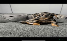 Miniature Dachshund dogs for sale: Miniature dachshund puppies   - Image 7