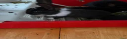 Tri Coloured Dutch rabbits for sale: Dutch rabbits  - Advert 6