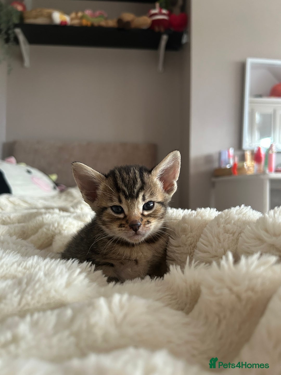 Mixed Breed cats for sale: Oriental cross kittens  - Advert 9