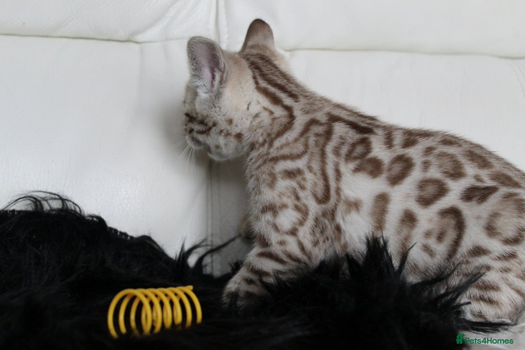 Bengal cats for sale: Gorgeous Bengal kittens - Image 12