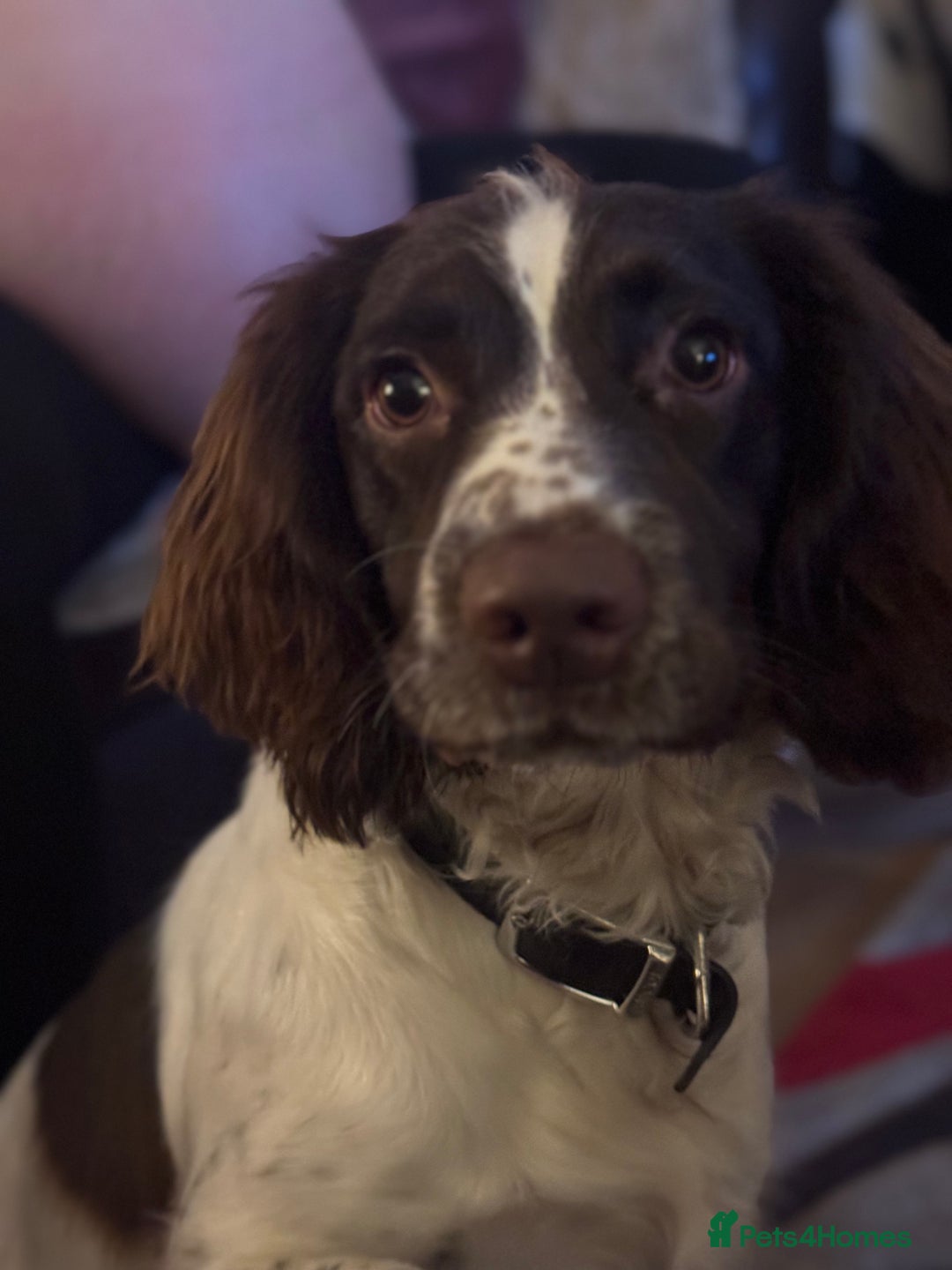 English Springer Spaniel dogs for sale: Sussie  - Advert 2