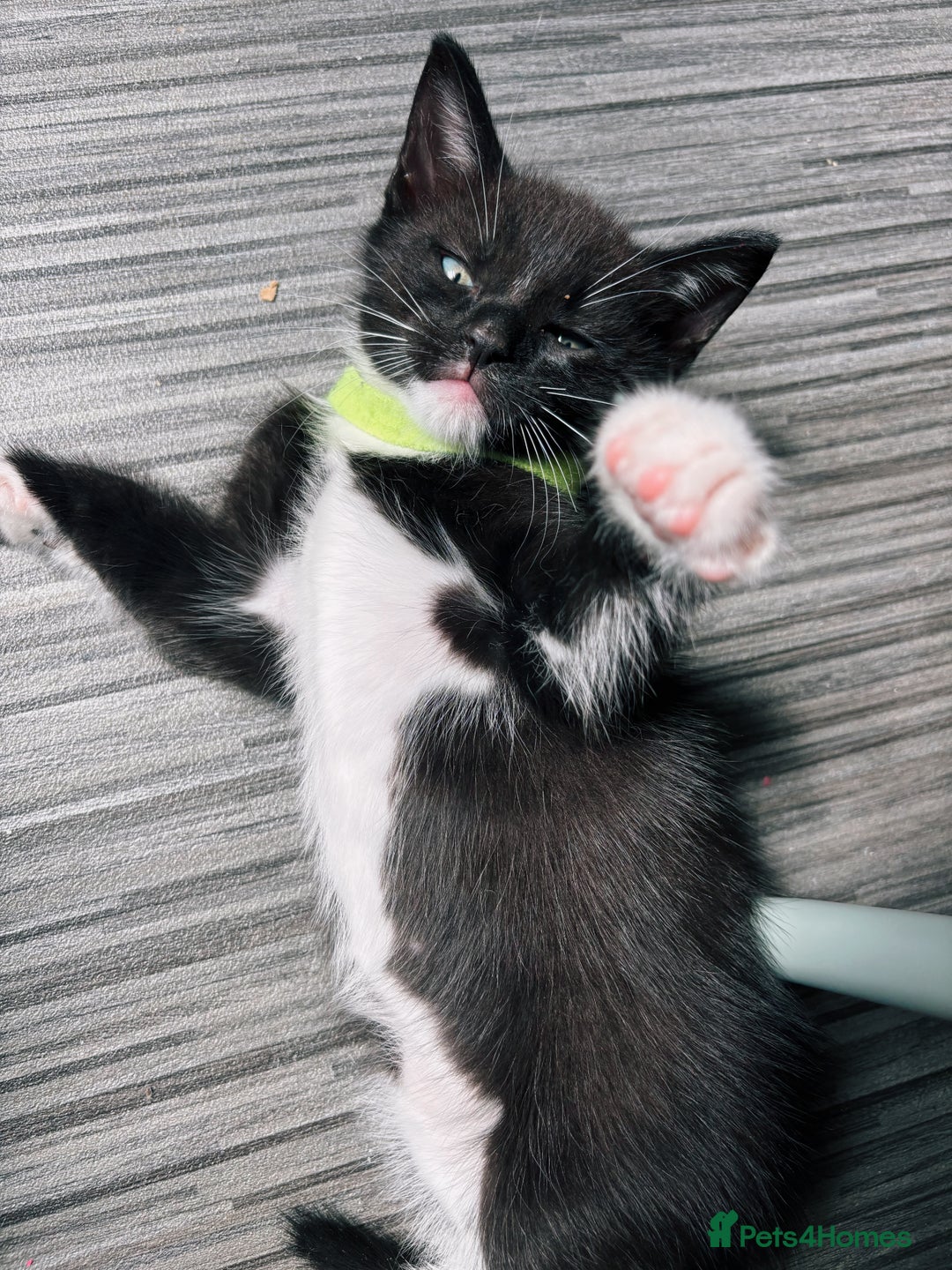 Ragdoll cats for sale: Stunning Kittens *Ready now!* - Image 26