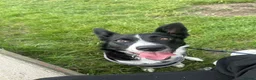 Mixed Breed dogs for sale: Border collie x Staffordshire bull terrier - Advert 4