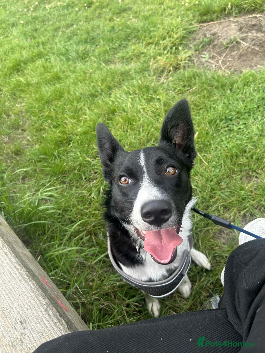 Mixed Breed dogs for sale: Border collie x Staffordshire bull terrier - Advert 4