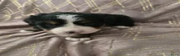 Bernese Mountain Dog dogs for sale: KC registered Bernese Mountain Dog Puppies  in Runcorn - Advert 7